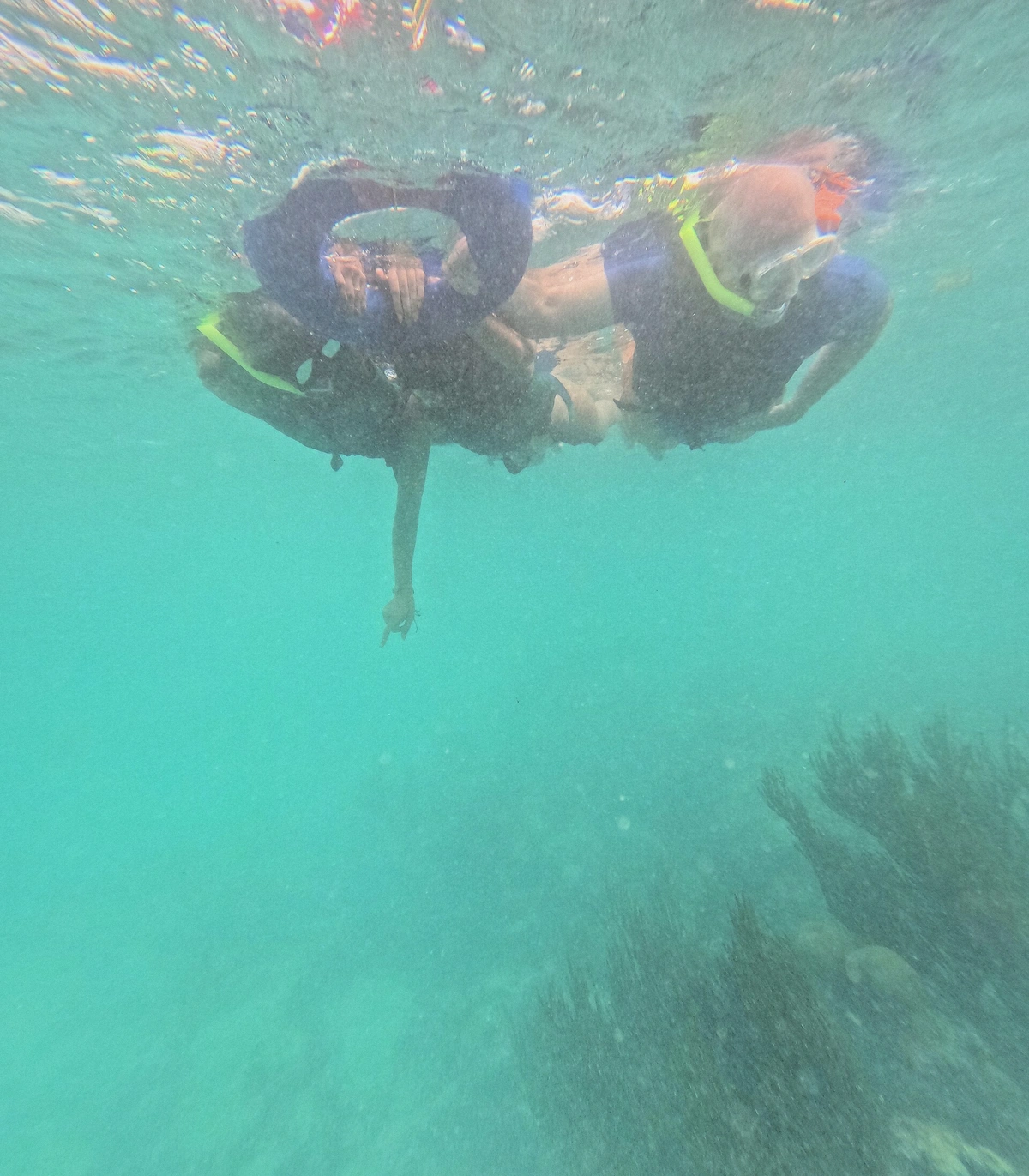 Snorkelers floating in the clear shallow water of Akumal Bay watching fish below, Riviera Maya, Mexico