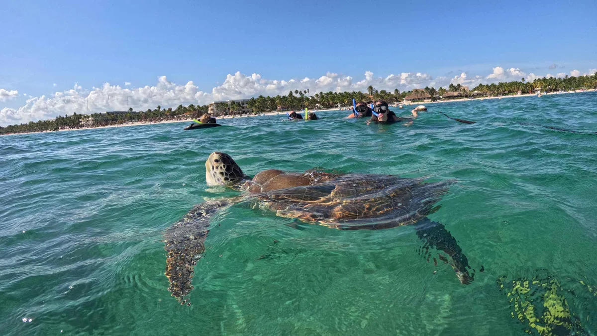 Snorkeler floating above a green sea turtle in clear turquoise water on a guided Akumal snorkeling tour in the Riviera Maya, Mexico