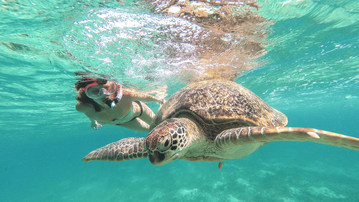 Sea turtles and tropical fish over the reef in the clear shallow water of Akumal Bay, Riviera Maya, Mexico